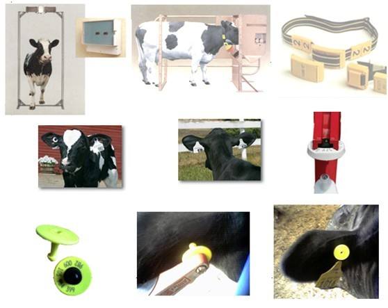 RFID牲畜耳标溯源技术让养殖业风险更低！