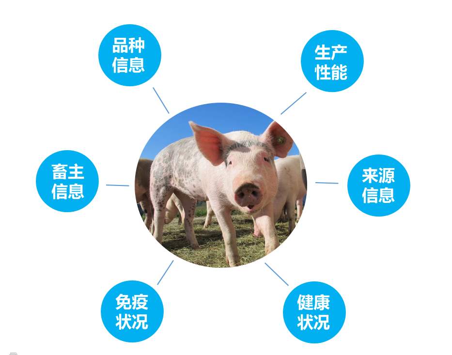 RFID技术在养猪业的应用前景