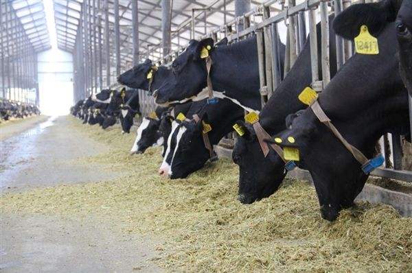 RFID技术促进了畜牧业的现代化养殖