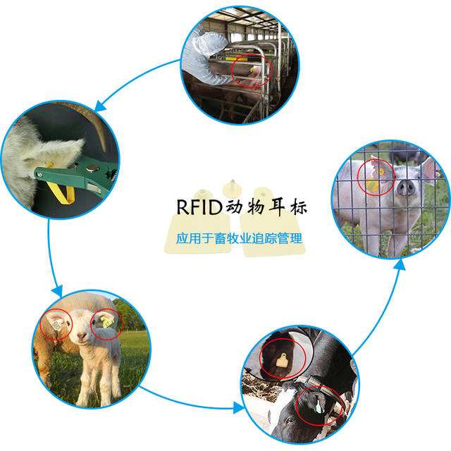 RFID技术为畜牧场提供了科学化管理